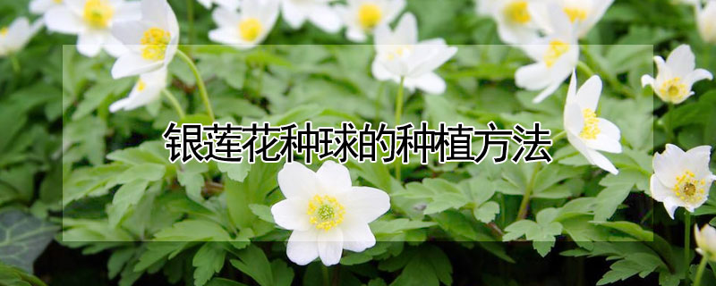 银莲花种球的种植方法 银莲花种球的种植方法时间