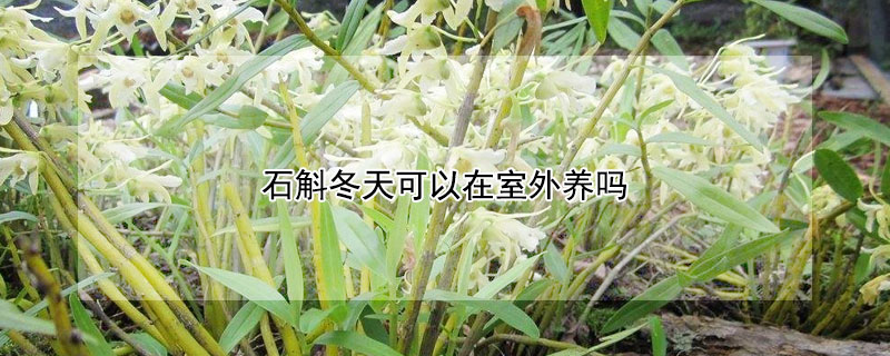 石斛冬天可以在室外养吗 石斛冬天可以在室外养吗
