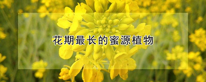 花期最长的蜜源植物 花期最长的蜜源植物是