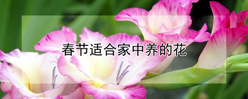 春节适合家中养的花 春节适合在家养的花