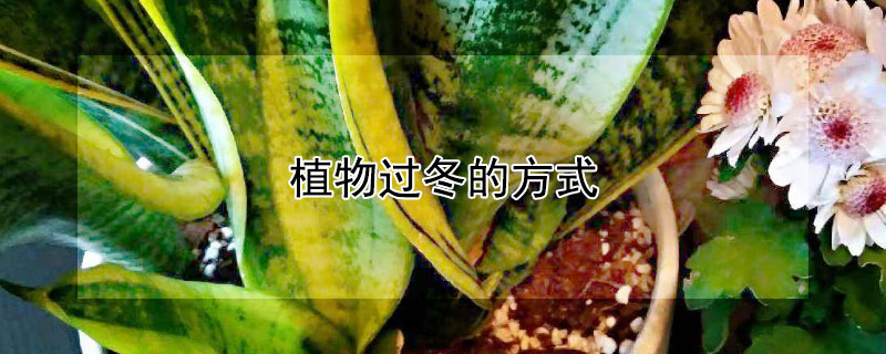 植物过冬的方式（植物过冬的方式图画）