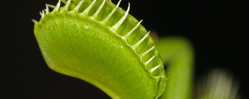 捕蝇草吃什么（捕蝇草吃什么才能长大）