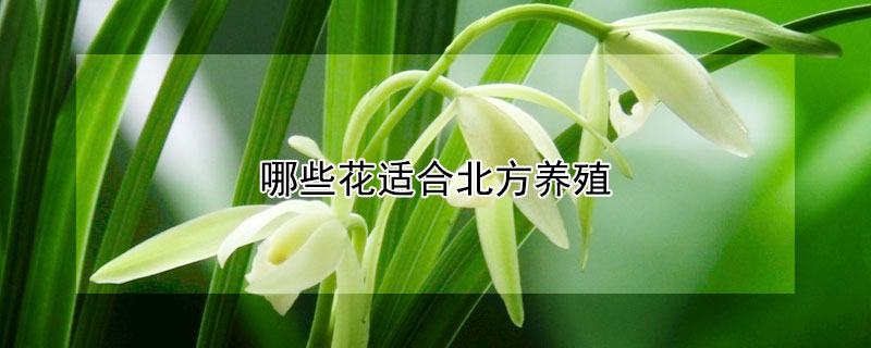 哪些花适合北方养殖（哪些花适合北方养殖呢）