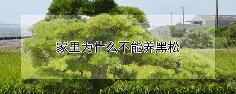 家里为什么不能养黑松 黑松不好养