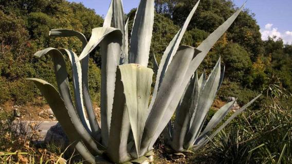 龙舌兰有哪些品种（龙舌兰品种图片及介绍）