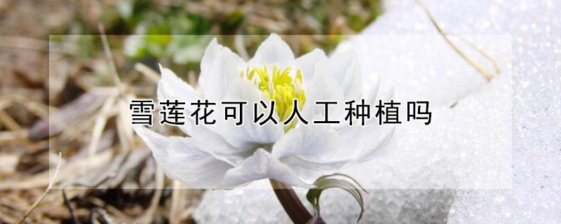 雪莲花可以人工种植吗 雪莲花能种植吗