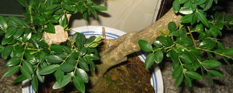 黄杨树叶子干枯怎么救（冬季黄杨树叶子干枯怎么救）