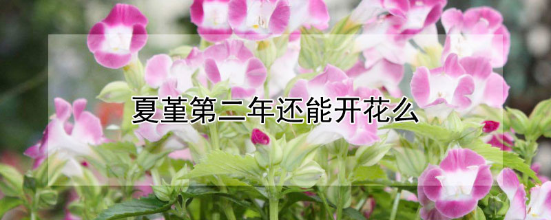 夏堇第二年还能开花么（夏堇第二年还能开花么）