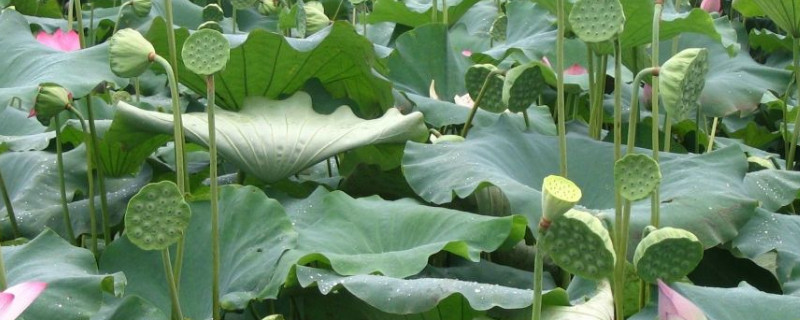 莲子几月份成熟采摘 莲子成熟到什么程度可以采摘