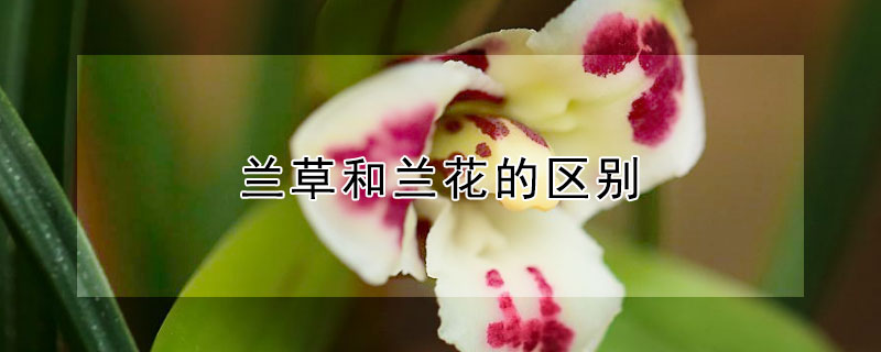 兰草和兰花的区别（兰花和兰草主要有什么区别）