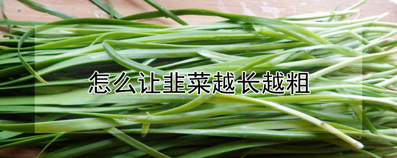 怎么让韭菜越长越粗（怎么让韭菜越长越粗壮）