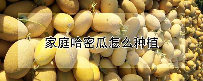 家庭哈密瓜怎么种植（家庭哈密瓜怎么种植视频）