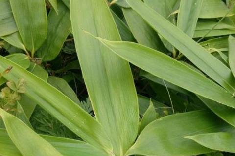 粽子叶是竹叶吗