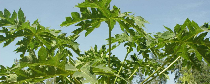 木瓜树怎样修枝（木瓜树怎样修枝视频）