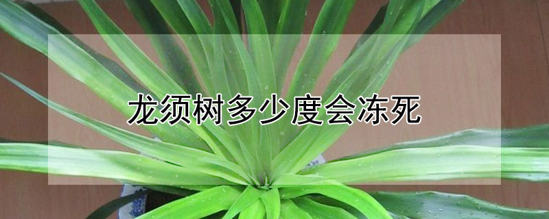 龙须树多少度会冻死 龙须树叶子冻死了能活吗