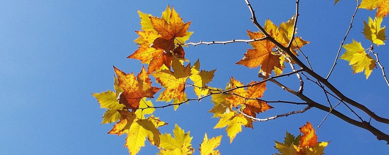 二球悬铃木果实能吃吗（二球悬铃木果实能吃不）