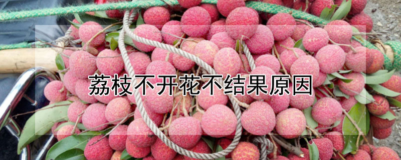 荔枝不开花不结果原因 番荔枝开花不结果的原因