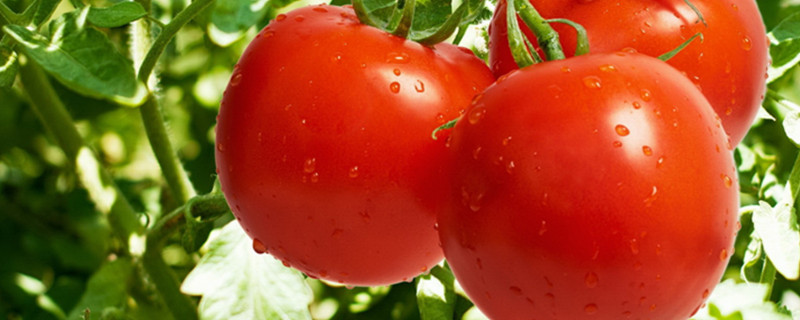 西红柿秧叶打卷怎么办 西红柿秧叶子打卷是怎么回事