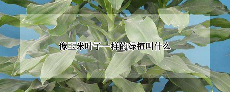 像玉米叶子一样的绿植叫什么 像玉米叶子一样的绿植叫什么开白花