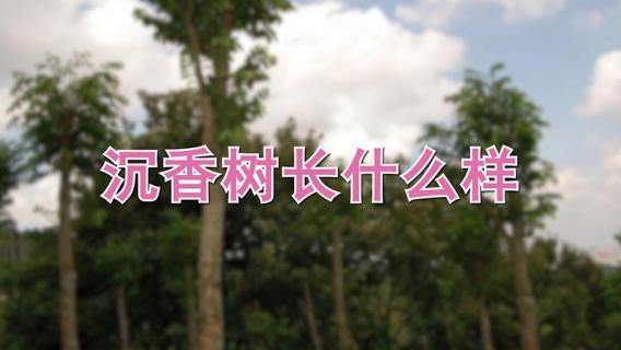 沉香树长什么样（沉香是树吗,生长在哪里）