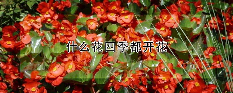 什么花四季都开花（什么花四季都开花了）