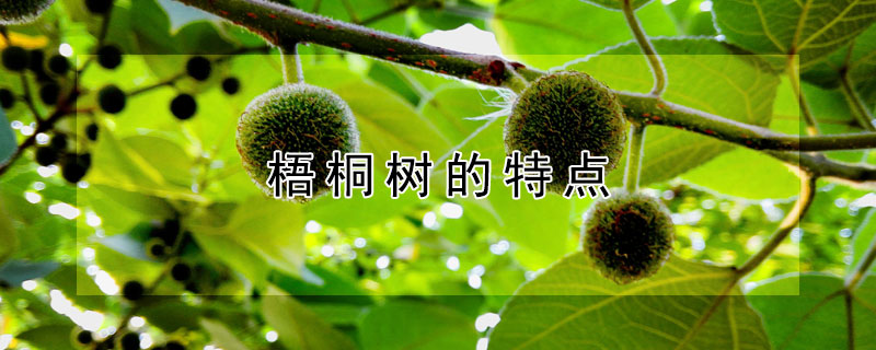 梧桐树的特点 梧桐树的特点和外貌描写