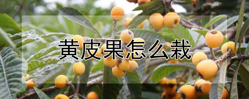 黄皮果怎么栽 黄皮果怎么栽培才能活