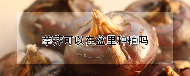 荸荠可以在盆里种植吗（荸荠能种花盆里吗）