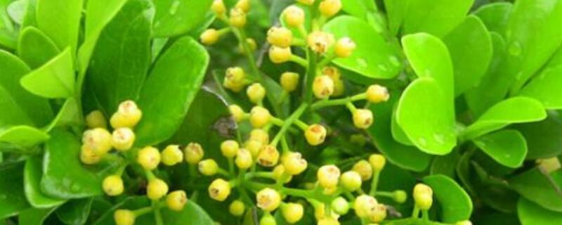 假米兰花特征 假米兰花特征描述