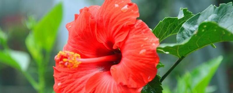 桑叶牡丹如何繁殖 桑叶牡丹繁殖方法