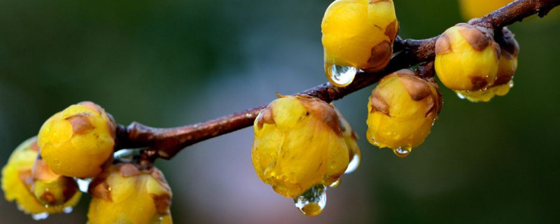 迎春花和腊梅有多大区别（迎春花和腊梅的区别）