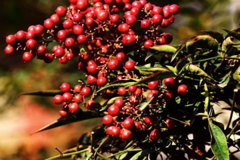 南天竹散发的味有毒吗