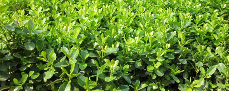 大叶黄杨和小叶黄杨的区别 大叶黄杨和小叶黄杨的区别图片