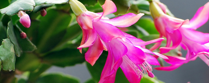 亮红仙人指和蟹爪兰的区别 蟹爪兰和仙人掌的区别