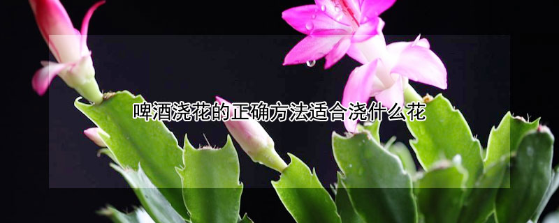 啤酒浇花的正确方法适合浇什么花 啤酒浇花的正确方法适合浇什么花幸福树