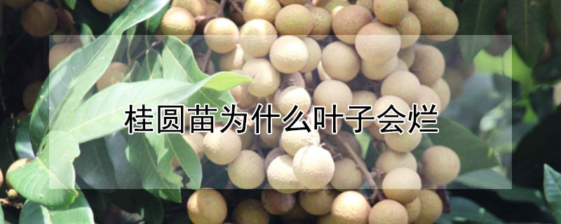 桂圆苗为什么叶子会烂 桂圆苗为什么叶子会烂根