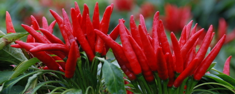 切辣椒后手很辣怎么办（切辣椒后手很辣怎么办?教你一招很实用......）