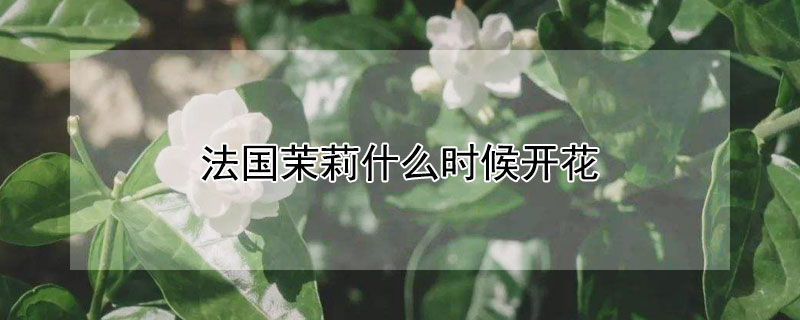 法国茉莉什么时候开花（法国茉莉花期多久）