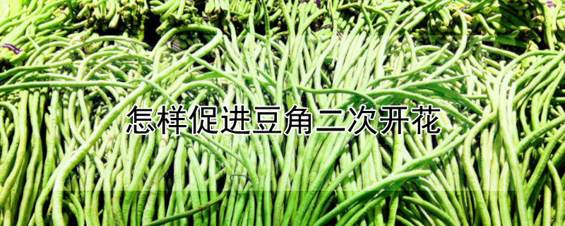 怎样促进豆角二次开花 怎样促进豆角二次开花结果