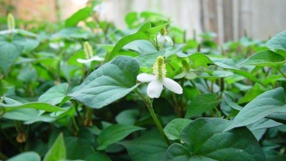 鱼腥草在哪里生长（鱼腥草在哪里生长视频）