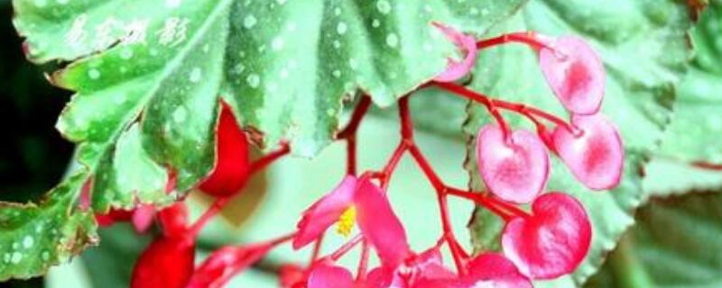 麻叶海棠扦插方法 麻叶海棠扦插方法视频