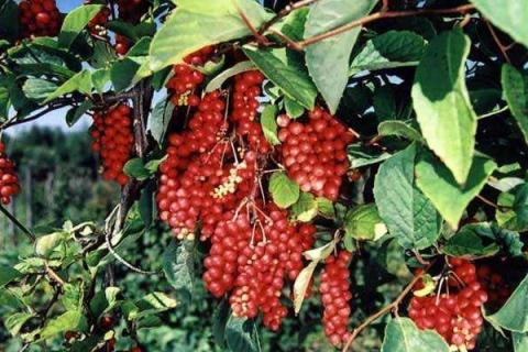 五味子树长什么样