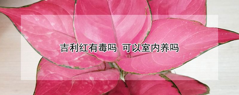 吉利红有毒吗 吉利红有毒吗 吃了