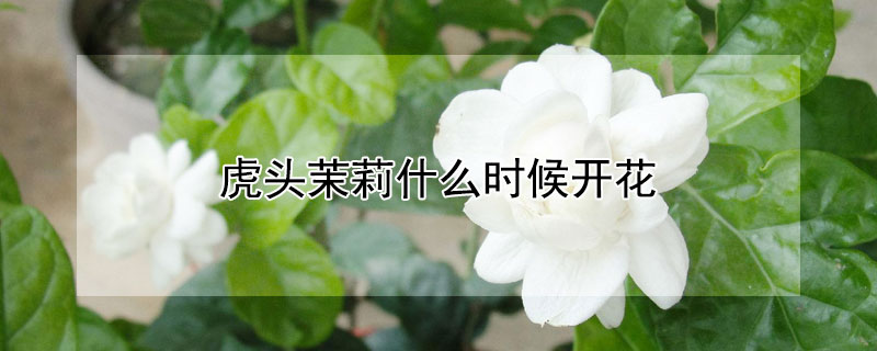 虎头茉莉什么时候开花（虎头茉莉花期）