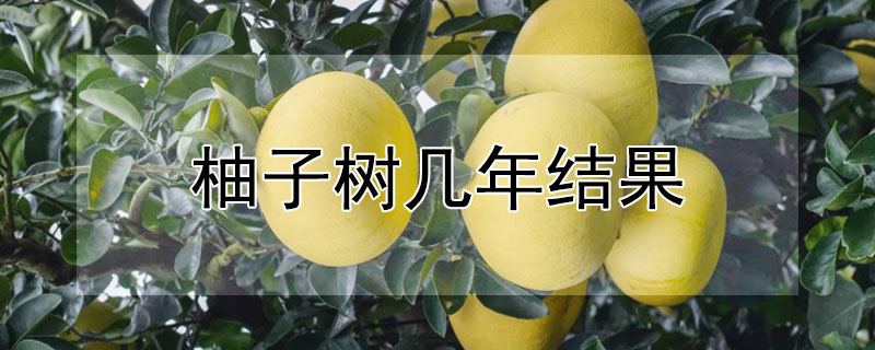 柚子树几年结果 柚子树几年结果子