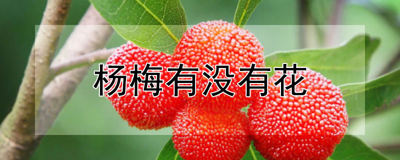 杨梅有没有花（杨梅有没有花青素）