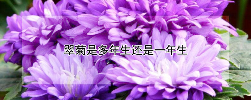 翠菊是多年生还是一年生 翠菊需要每年都栽吗