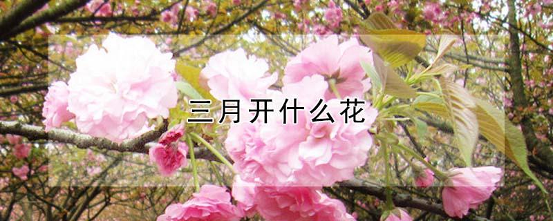 三月开什么花（六月开什么花）