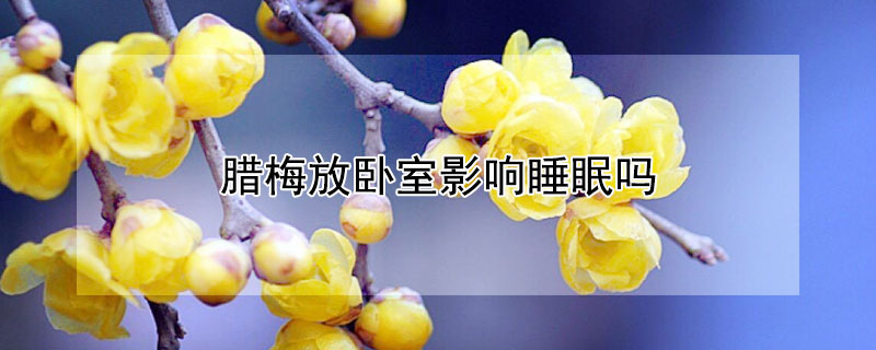腊梅放卧室影响睡眠吗（腊梅花放卧室会影响睡眠吗?）