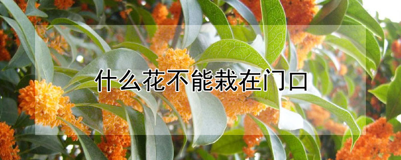 什么花不能栽在门口 门口不能种什么花